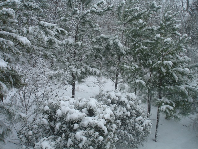 [Snow 2009 049[2].jpg]